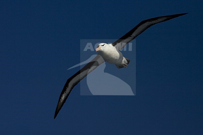 Adult Black-browed Albatross flying above blue sky; volwassen Wenkbrauwalbatros vliegend tegen blauwe lucht stock-image by Agami/Marc Guyt,