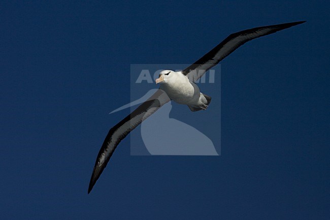 Adult Black-browed Albatross flying above blue sky; volwassen Wenkbrauwalbatros vliegend tegen blauwe lucht stock-image by Agami/Marc Guyt,