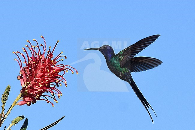 Swallow-tailed Hummingbird (Eupetomena macroura) foraging on a tropical flower in Veracel, Porto Seguro in Brazil. stock-image by Agami/Laurens Steijn,