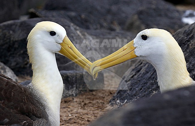 Critically endangered Waved Albatross (Phoebastria irrorata) on Espanola Island, in the Galapagos islands, Ecuador. Pair bonding. stock-image by Agami/Dani Lopez-Velasco,