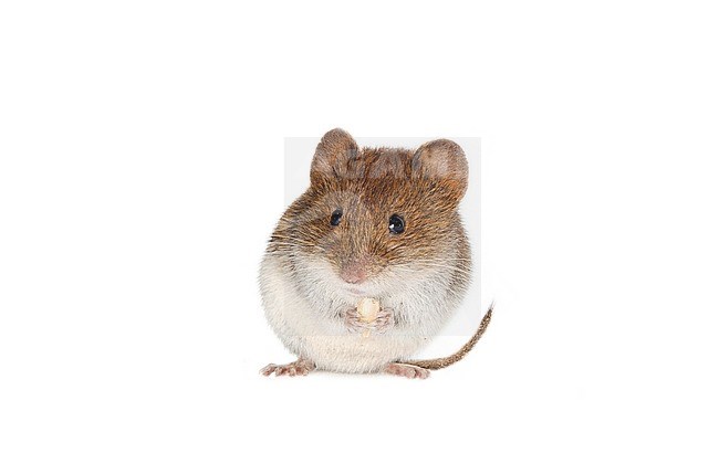 Tiny Field Vole (Microtus agrestis) photographed against white background. stock-image by Agami/Theo Douma,