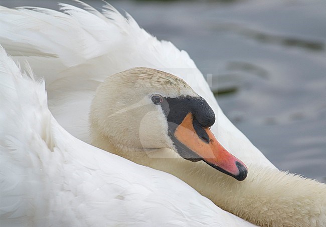 Knobbelzwaan close-up; Mute Swan close-up stock-image by Agami/Hans Gebuis,