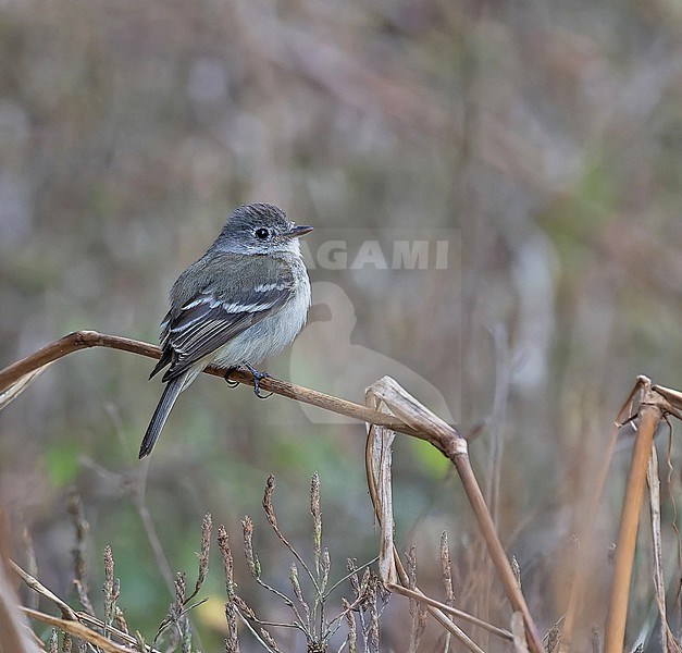 Least Flycatcher (Empidonax minimus) in Western Mexico. stock-image by Agami/Pete Morris,