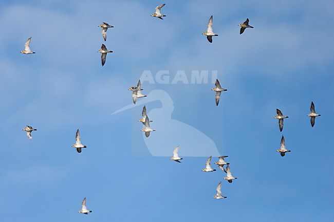 Groep vliegende trekkende Goudplevieren;Flock of flying migrating European Golden Plovers stock-image by Agami/Ran Schols,
