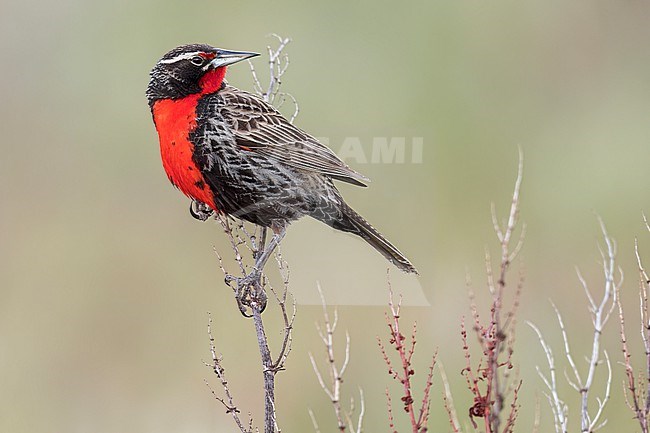 Long-tailed Meadowlark (Leistes loyca) Perched to top of dry scrubs  in Argentina stock-image by Agami/Dubi Shapiro,