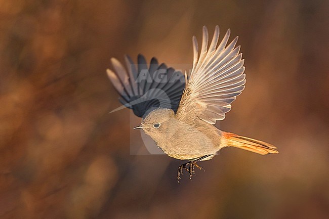 Vrouwtje Zwarte Roodstaart in vlucht, Female Black Redstart in flight stock-image by Agami/Daniele Occhiato,
