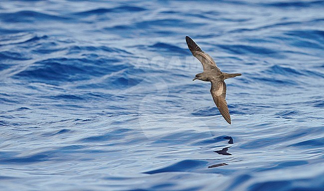 Bulwer's Petrel (Bulweria Bulveria) Madeira Portugal August 2012 stock-image by Agami/Markus Varesvuo,