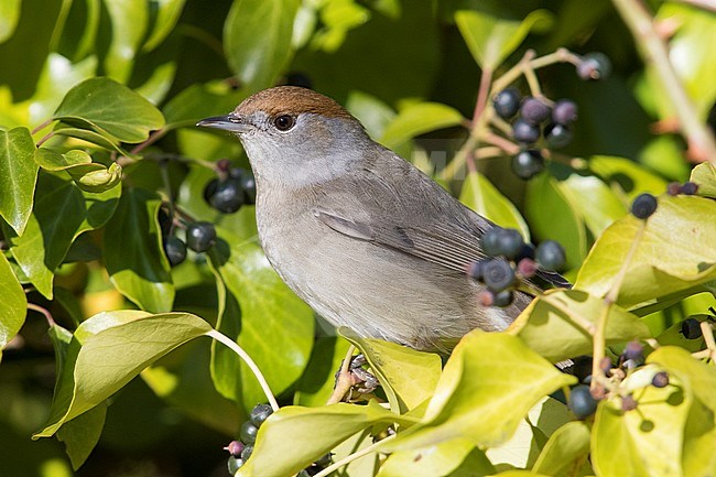 Eurasian Blackcap (Sylvia atricapilla), adult female standing among berries stock-image by Agami/Saverio Gatto,