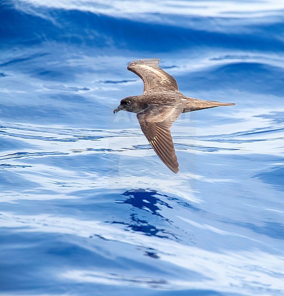 Bulwer's Petrel (Bulweria bulwerii) in flight over the ocean off Madeira. Seen from the side. stock-image by Agami/Marc Guyt,