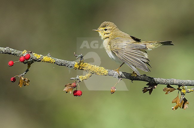 Willow Warbler, Phylloscopus trochilus stock-image by Agami/Alain Ghignone,