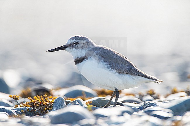 Backlight adult Wrybill (Anarhynchus frontalis). Standing in a river bed in Glentanner Park, South Island, New Zealand. stock-image by Agami/Marc Guyt,