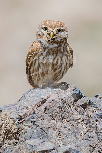 Little Owl (Athene noctua saharae), adult standing on a rock stock-image by Agami/Saverio Gatto,