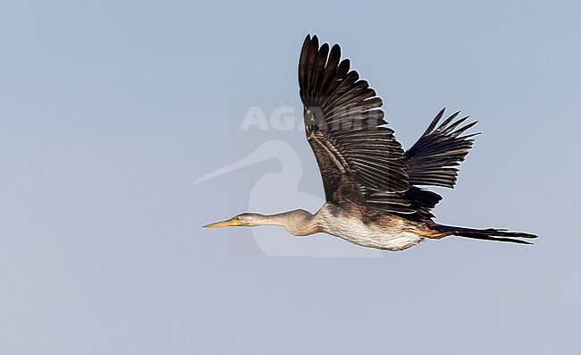 Immature African darter, Anhinga rufa, in flight. stock-image by Agami/Ian Davies,