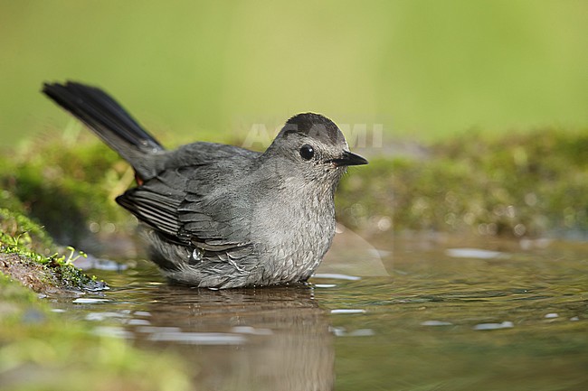 Adult Gray Catbird, Dumetella carolinensis.
Galveston Co., Texas, USA. stock-image by Agami/Brian E Small,