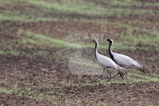 Demoiselle Crane - Jungfernkranich - Anthropoides virgo, Russia (Baikal), adult, courtship display stock-image by Agami/Ralph Martin,