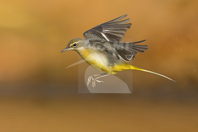 Grey Wagtail, Motacilla cinerea, in Italy. stock-image by Agami/Daniele Occhiato,
