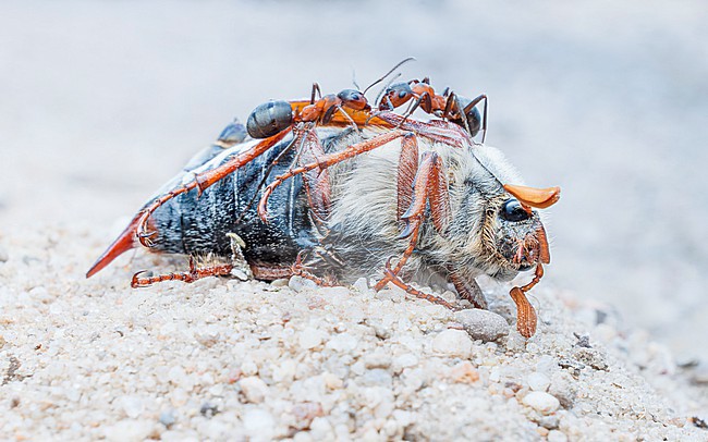 European red wood ants (Formica polyctena) with dead Common cockchafer (Melolontha melolontha) stock-image by Agami/Lennart Verheuvel,