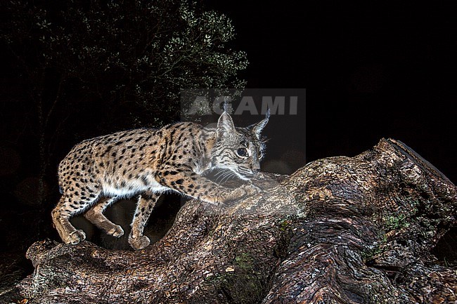 Iberian lynx (Lynx pardinus) during the night in Cordoba, Spain. Standing on a log. stock-image by Agami/Oscar Díez,