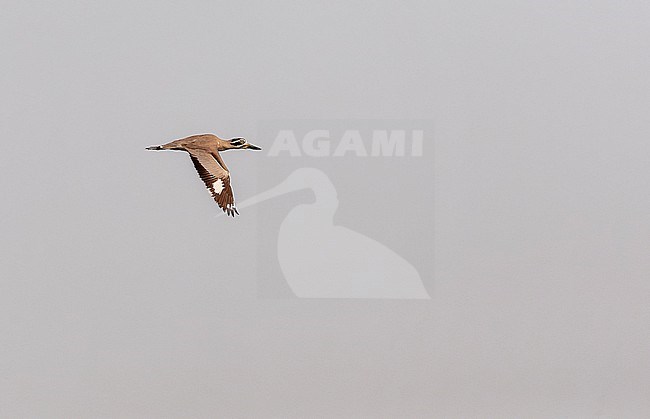 Great Stone-Curlew (Esacus recurvirostris), also known as or Great Thick-knee, flying along an Asian river. stock-image by Agami/Marc Guyt,
