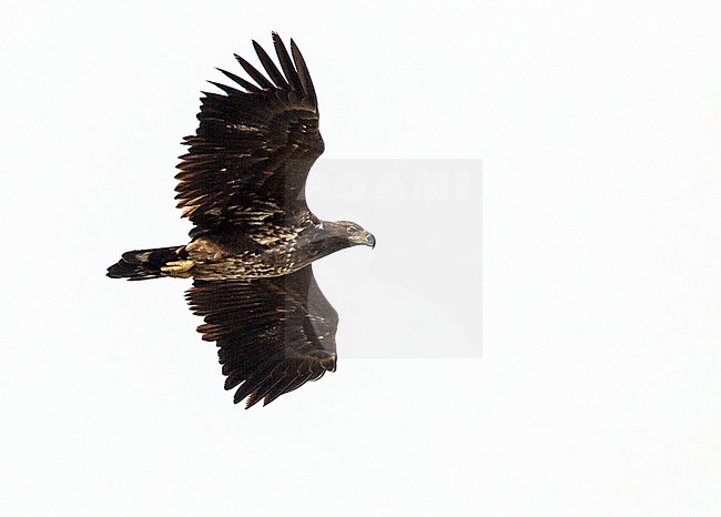 Immature White-tailed Eagle (Haliaeetus albicilla) in flight seen from below. stock-image by Agami/Menno van Duijn,