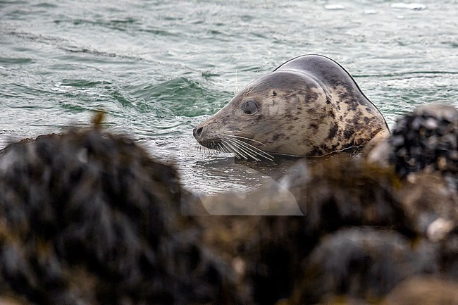Grey Seal (Halichoerus grypus) swimming in Browersdam, Zeeland, the Netherlands. stock-image by Agami/Vincent Legrand,