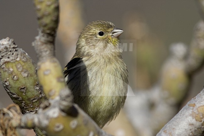 Vrouwtje Kanarie; Female Atlantic Canary stock-image by Agami/Arnold Meijer,