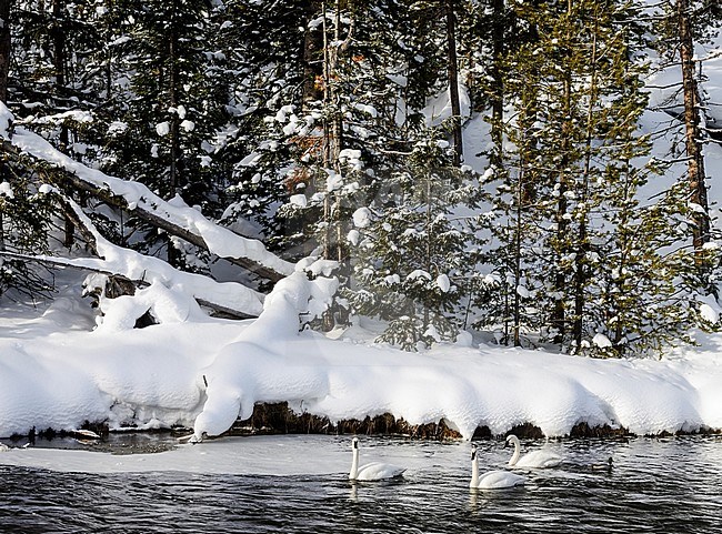 Trumpeter swans on Madison River Yellowstone Park stock-image by Agami/Rob Riemer,
