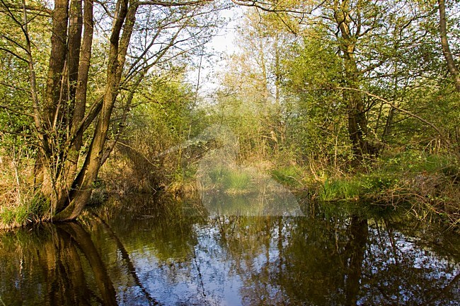 Moerasbos in Olde Maten; Swamp forest in Olde Maten stock-image by Agami/Theo Douma,