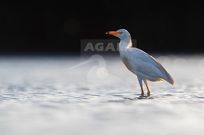  stock-image by Agami/Daniele Occhiato,
