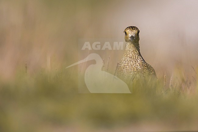 Golden Plover (Pluvialis apricaria) front seen stock-image by Agami/Daniele Occhiato,