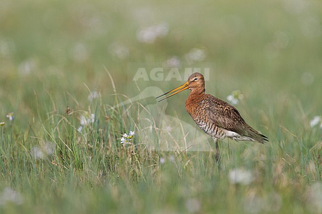 Black-tailed Godwit - Uferschnepfe - Limosa limosa ssp. limosa, Poland, adult, male, breeding plumage stock-image by Agami/Ralph Martin,