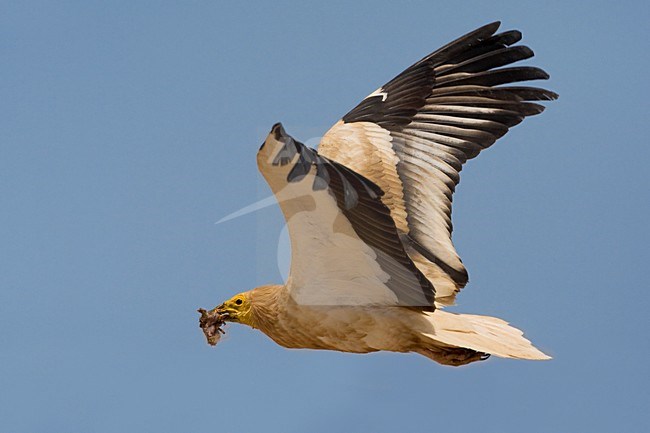 Volwassen Aasgier in de vlucht; Adult Egyptian Vulture in flight stock-image by Agami/Daniele Occhiato,