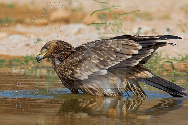 Juveniele Keizerarend bij drinkplaats; Juvenile Asian Imperial Eagle at water hole stock-image by Agami/Daniele Occhiato,