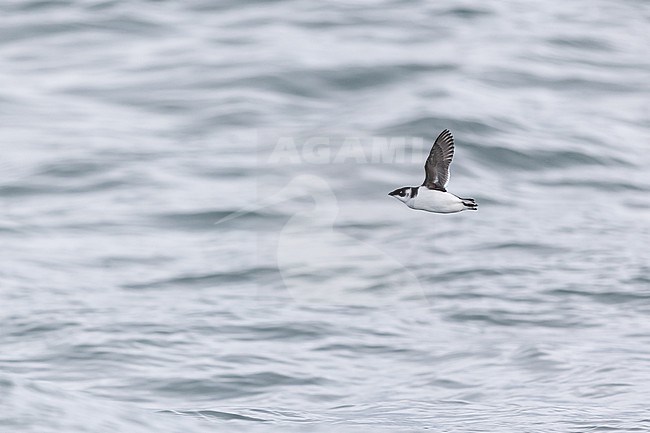 A Little Auk (Alle alle) in Winter plumage flighing above the North Sea in November stock-image by Agami/Mathias Putze,