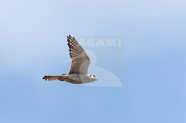 Female American Kestrel (Falso sparvierus) in flight. stock-image by Agami/David Monticelli,