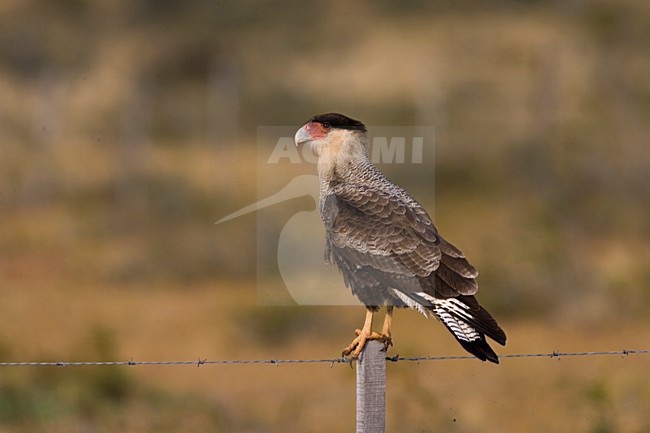 Southern Caracara, Kuifcaracara, Caracara plancus stock-image by Agami/Marc Guyt,