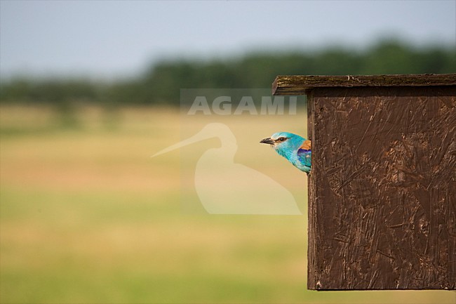 Scharrelaar bij nestkast; European Roller at nest box stock-image by Agami/Marc Guyt,