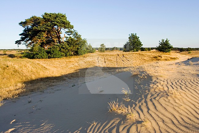 Kootwijkerzand, Kootwijk, Veluwe, Netherlands stock-image by Agami/Marc Guyt,