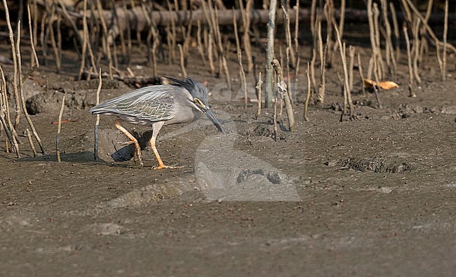 Striated Heron (Butorides striata chloriceps) in magroves in Thailand. stock-image by Agami/Ian Davies,