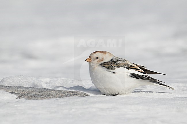 Sneeuwgors in winterkleed, Snow Bunting in winterplumage stock-image by Agami/Markus Varesvuo,