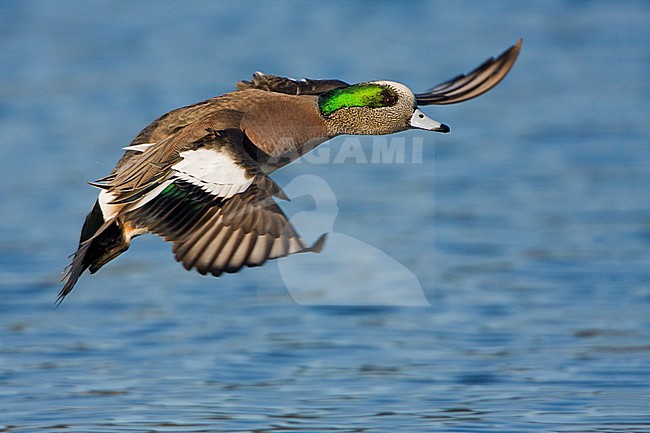 Amerikaanse Smient in vlucht, American Wigeon in flight stock-image by Agami/Glenn Bartley,