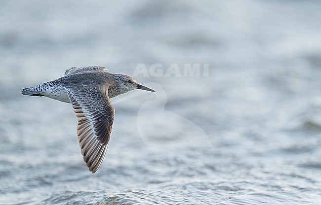 Migrating juvenile Red Knot (Calidris canutus) flying low over water of Wadden Sea in side view showing upperside of wing stock-image by Agami/Ran Schols,