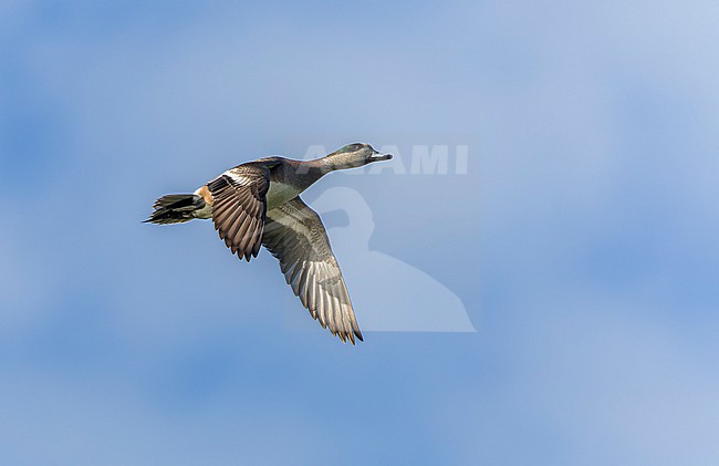 Autumn migrant male American Wigeon, Mareca americana, on Bermuda. stock-image by Agami/Marc Guyt,