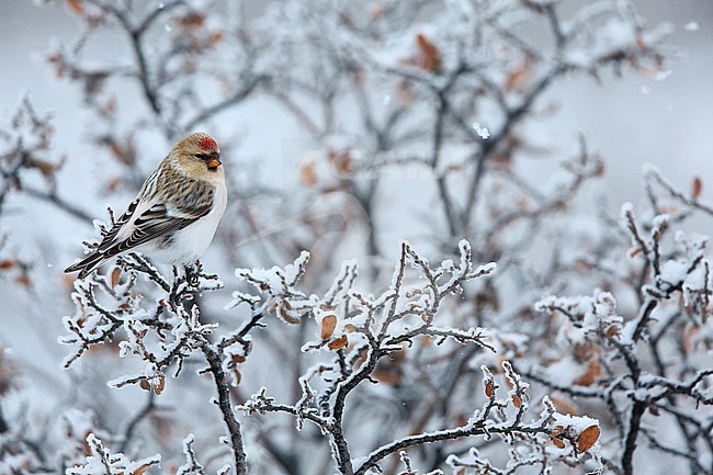 Groenlandse witstuitbarmsijs; Hornemann’s Arctic Redpol stock-image by Agami/Chris van Rijswijk,