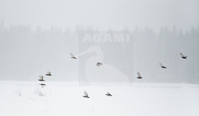 Patrijs in de vlucht, Grey Partridge in flight stock-image by Agami/Markus Varesvuo,
