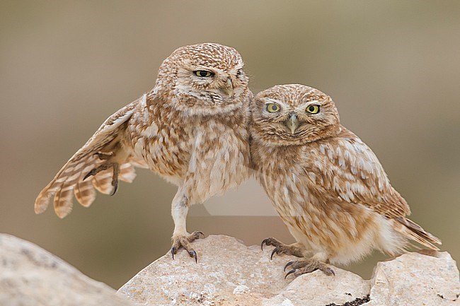 Little Owl - Steinkauz - Athene noctua saharae, Morocco, adult stock-image by Agami/Ralph Martin,