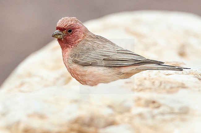 Male Sinai Rosefinch (Carpodacus synoicus) in a desert canyon near Eilat, Israel stock-image by Agami/Marc Guyt,