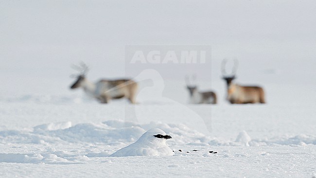 Male Ptarmigan (Lagopus mutus) in winter plumage at Utsjoki in Finland, with Reindeers in the background. Hiding in the snow. stock-image by Agami/Markus Varesvuo,