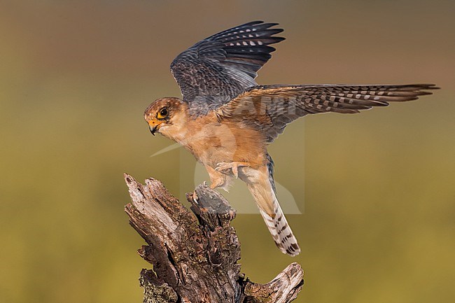 Female Red-footed Falcon (Falco vespertinus) perched on a wooden stumb in Italy. stock-image by Agami/Daniele Occhiato,