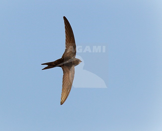 Vliegende, fouragerende Gierzwaluw. Flying Common Swift stock-image by Agami/Ran Schols,